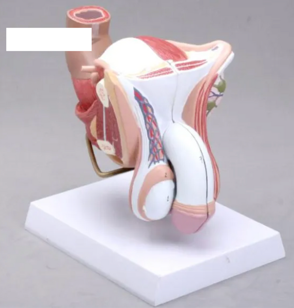 Human External Genital Anatomical Model - Male Genital Organs Model