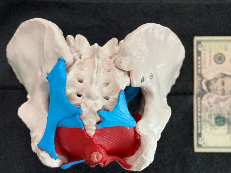 Female Pelvis Anatomical Model with Pelvic Floor Muscle