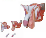 Human External Genital Anatomical Model - Male Genital Organs Model